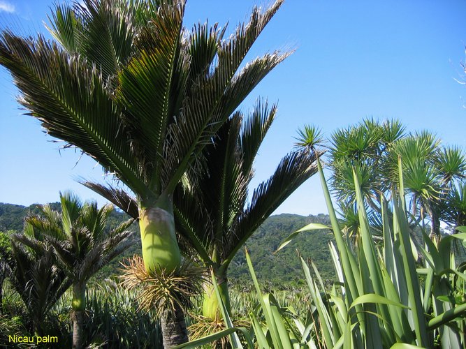 2007_03_27__2044_nicau_palm.jpg