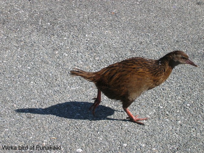 2007_03_27__2062_bird_in_picnic_ground.jpg