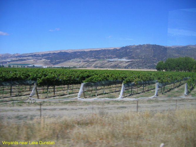 2007_03_28__2146_vinyards_near_lake_dunstan.jpg