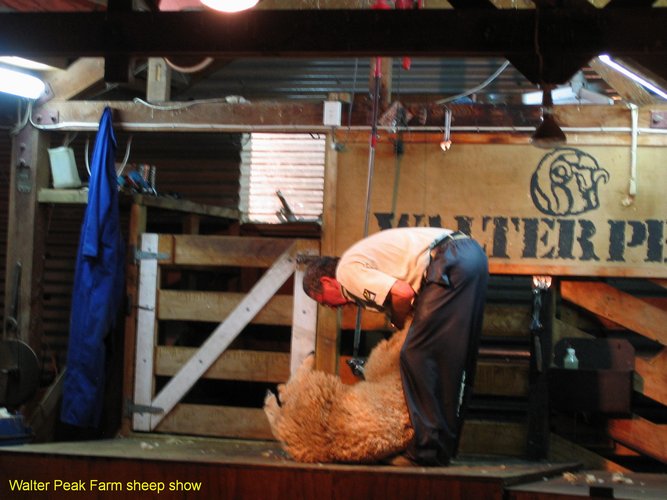 2007_03_29__2241_walter_peak_farm_sheep_show.jpg