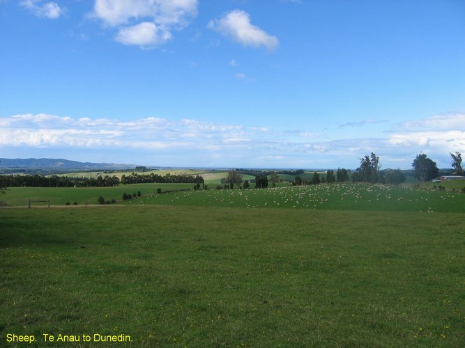 2007_03_31__2263_sheep___te_anau_to_dunedin.jpg