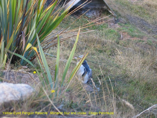 2007_03_31__2273_yellow_eyed_penguin_reserve.jpg