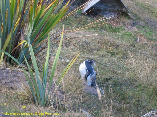 2007_03_31__2274_yellow_eyed_penguin.jpg