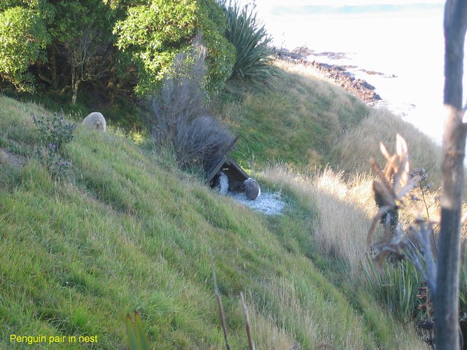 2007_03_31__2286_penguin_pair_in_nest.jpg