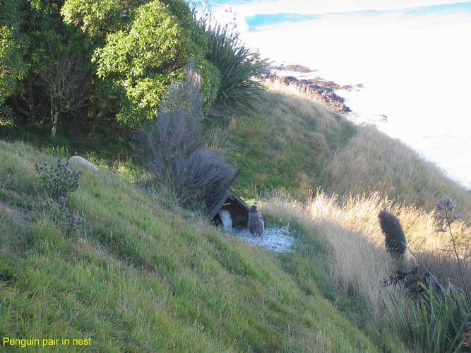 2007_03_31__2287__penguin_pair_in_nest.jpg