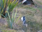 2007_03_31__2274_yellow_eyed_penguin.jpg