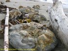 2007_04_01__2310_moeraki_boulders.jpg