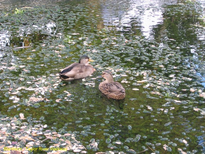 2007_04_03__2355_blenheim___taylor_river_walkway.jpg