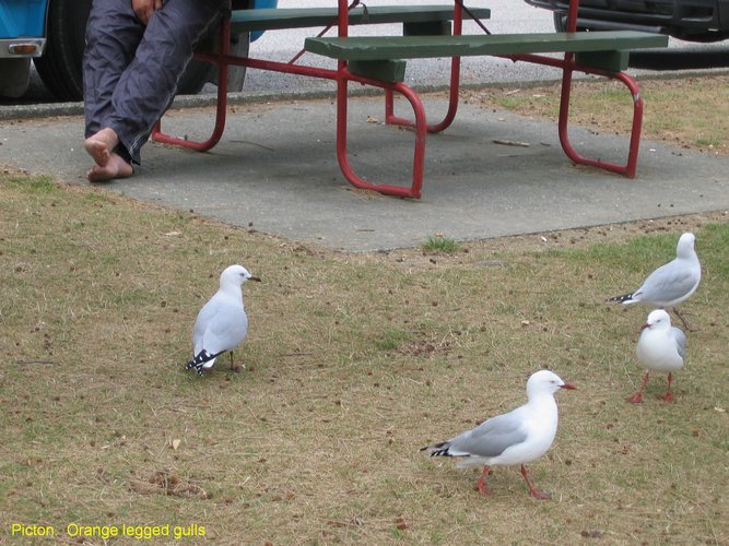 2007_04_04__2372__picton___orange_legged_gulls.jpg