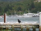 2007_04_04__2367__picton___shag_drying_wings.jpg