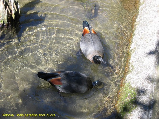 2007_04_06__2403__paradise_shell_ducks___2_males.jpg