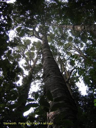 2007_04_07__2441__warkworth___parry_kauri_park.jpg