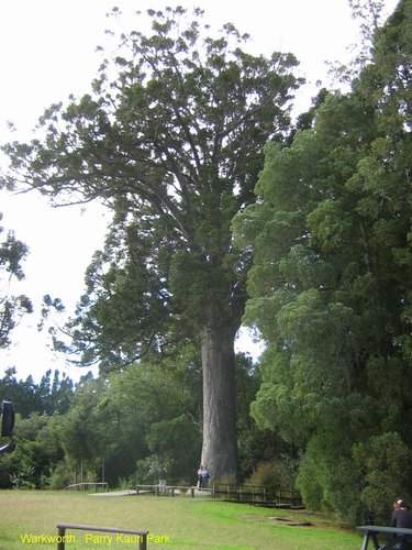 2007_04_07__2443__warkworth___parry_kauri_park.jpg