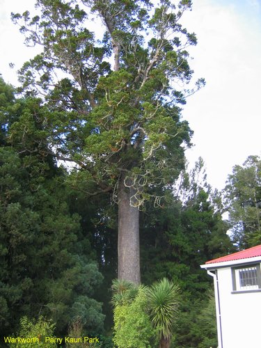 2007_04_07__2444__warkworth___parry_kauri_park.jpg