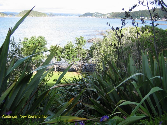 2007_04_08__2460__waitangi_treaty_site___nz_flax.jpg