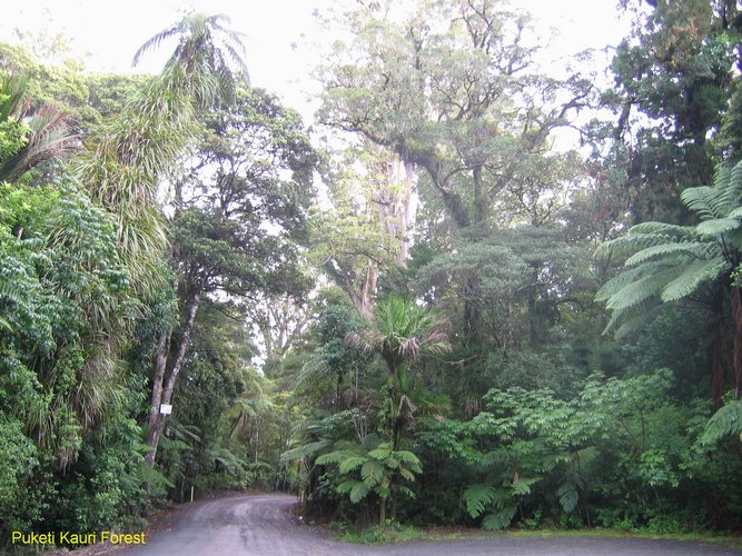 2007_04_09__2482__puketi_kauri_forest.jpg