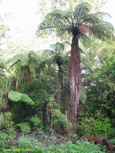 2007_04_09__2483__puketi_kauri_forest_.jpg