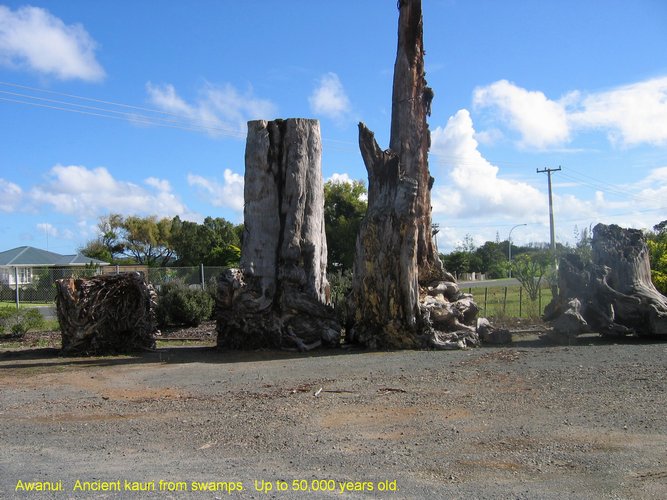 2007_04_09__2487__awanui___ancient_kauri_stumps.jpg