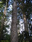 2007_04_09__2478__puketi_kauri_forest.jpg