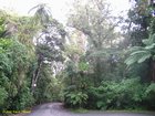 2007_04_09__2482__puketi_kauri_forest.jpg